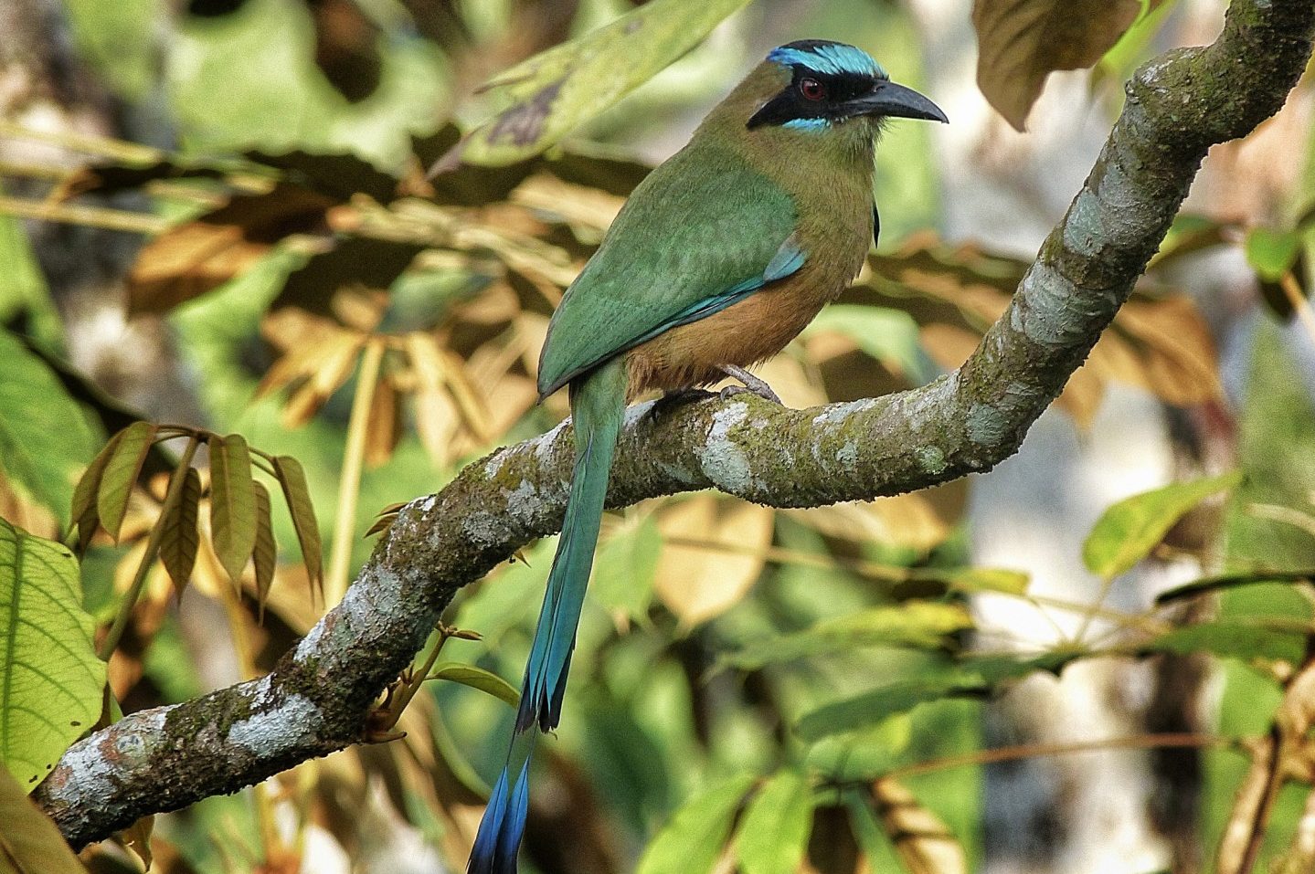Panama, Central America WildlifeBird (01) © Owner www.panamajourneys