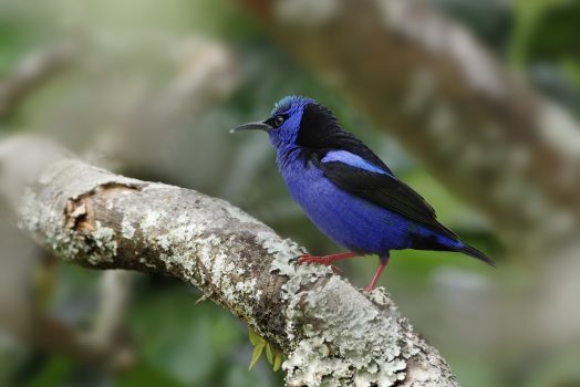 Panama, rainforest, wildlife, bird © Owner www.panamajourneys.com