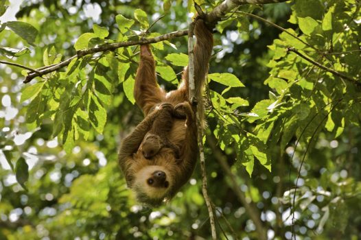 Panama, rainforest, wildlife, sloth © Owner www.panamajourneys.com