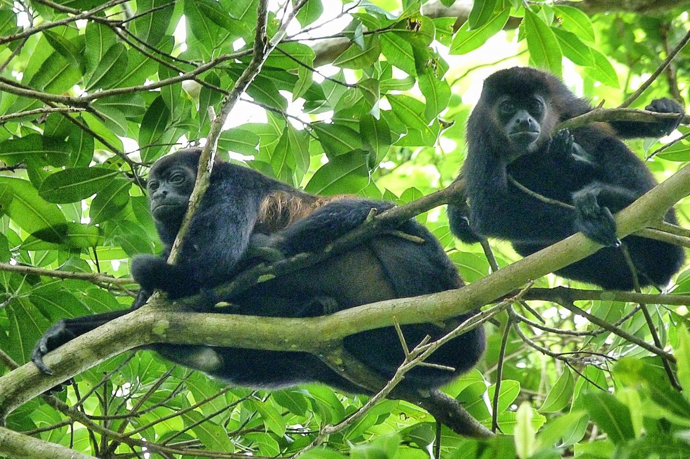 Panama, Central America WildlifeMonkeys © Owner www.panamajourneys