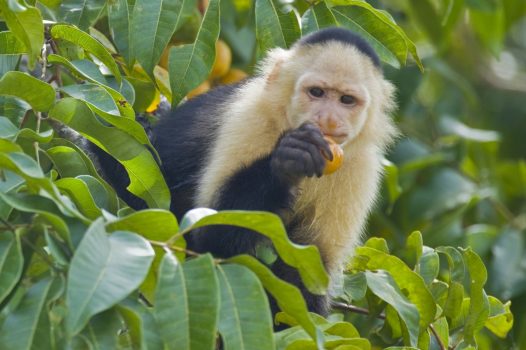 Panama, Central America - Wildlife-White headed Capuchin Monkey © Owner www.panamajourneys.com