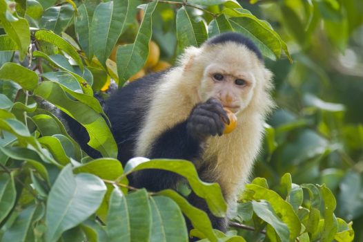 Panama, rainforest, wildlife, Capuchin monkey © Owner www.panamajourneys.com