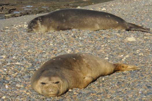 Elephant seals in Punta Delgada Peninsula Valdez, Puerto Madryn Area