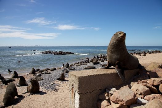 Sea Lions in Punta del Este, Uruguay, South America, NCN