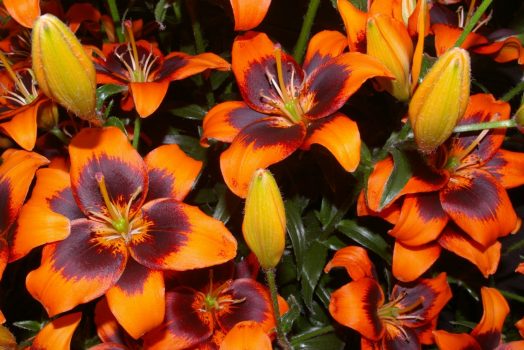 Purple and orange display at AFS ©Photo Courtesy of Ayr Flower show