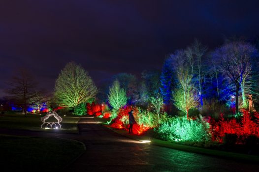 RHS Garden Harlow Carr, Harrogate, North Yorkshire - Glow Illuminations on the Winter Walk © RHS, sirastudio