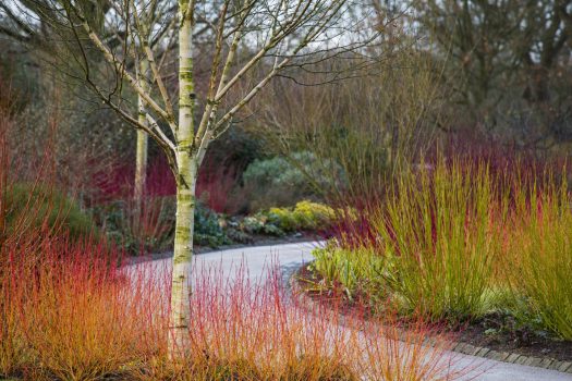 RHS Garden Harlow Carr, Harrogate, North Yorkshire - Winter Walk-'Midwinter Fire' (1) © RHS, Neil Hepworth