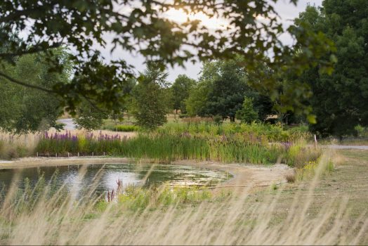 RHS Garden Hyde Hall Flower Show