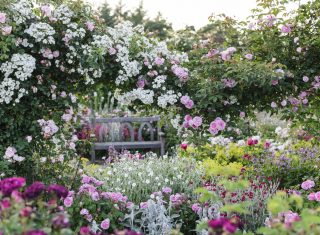 RHS Garden Rosemoor, Devon - The Shrub Rose Garden in Summer © RHS, Jason Ingram