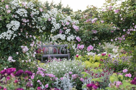 RHS Garden Rosemoor, Devon - The Shrub Rose Garden in Summer © RHS, Jason Ingram