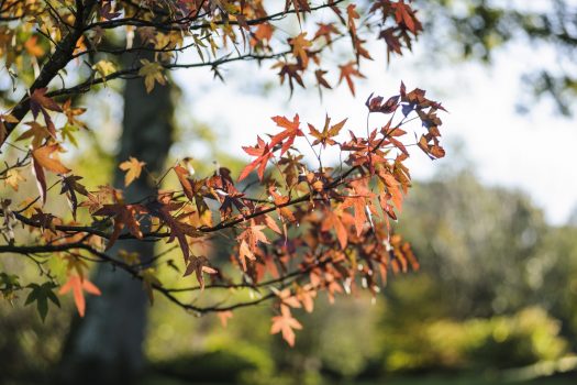 RHS Garden Rosemoor, Devon - 'Worplesdon' leaves in Autumn © RHS, Jason Ingram
