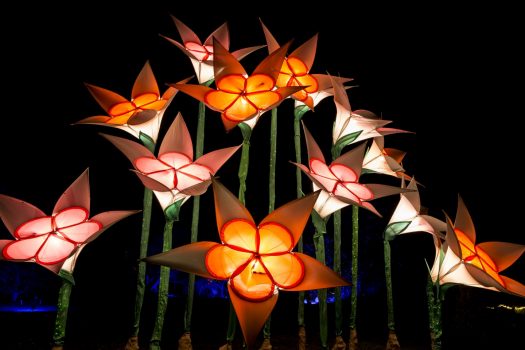 RHS Garden Wisley, nr Woking, Surrey - Christmas Glow 2017-Hoya © RHS, Paul Debois