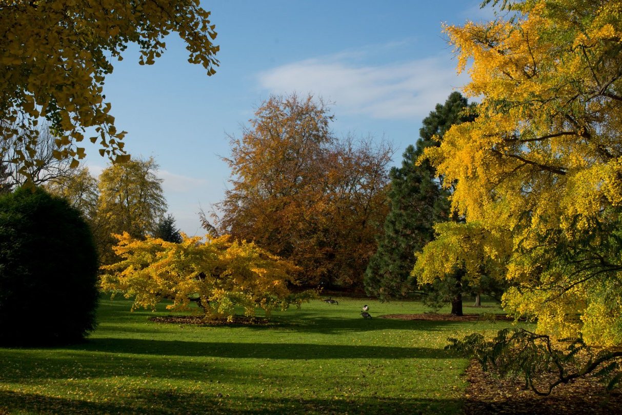Royal Botanic Gardens, Kew, Richmond, London - Autumn colour © RBG Kew