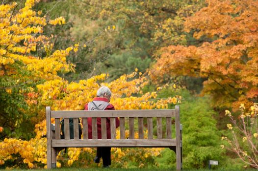 Royal-Botanic-Gardens-Kew-Richmond-London-Autumn-colour-02-©-RBG-Kew