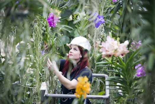 Orchid Festival_3 © Jeff Eden, RBG Kew