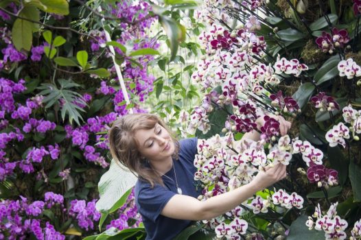 Royal Botanic Gardens, Kew, Richmond, London - Hannah Button, botanical horticulturist at Kew, putting the finishing touches at Orchid Festival © Jeff Eden, RBG Kew