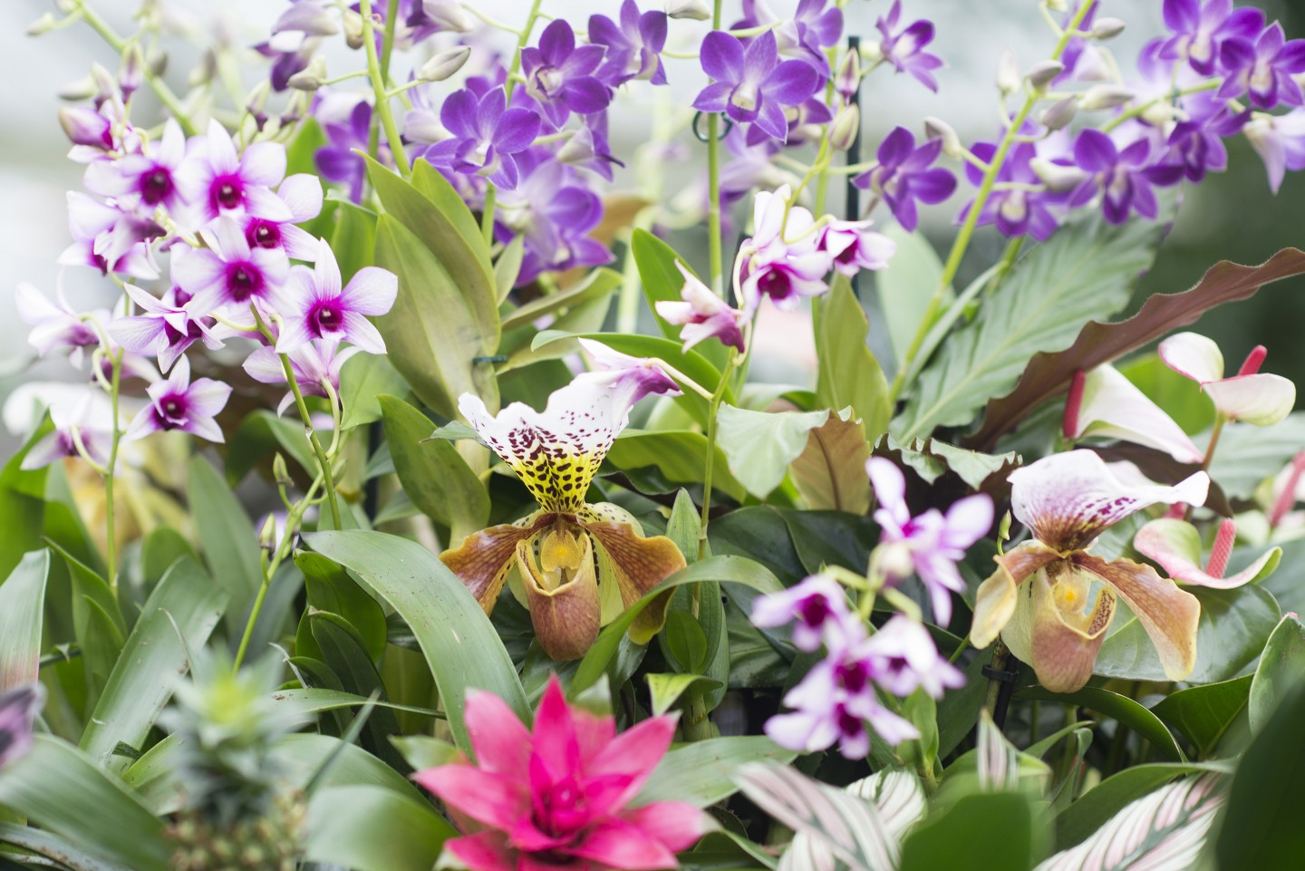 Royal Botanic Gardens, Kew, Richmond, London - Orchid display at Orchid