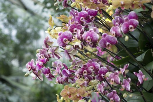 Royal Botanic Gardens, Kew, Richmond, London - Phalaenopsis columns at Orchid Festival © Jeff Eden, RBG Kew