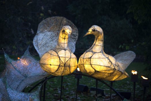 Royal Botanic Gardens, Kew, Richmond, London - Two Turtle Doves in Kew's Fire Garden © Jeff Eden, RBG Kew