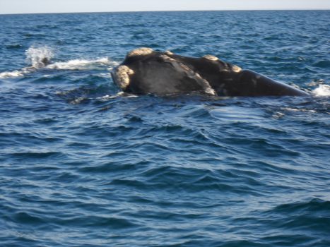 Southern Right Whale, Peninsula Valdez, Puerto Madryn, Argentina (NCN)