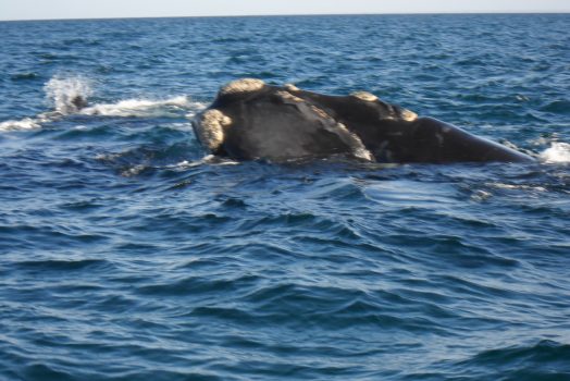 Southern Right Whale, Peninsula Valdez, Puerto Madryn, Argentina (NCN)