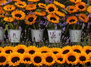 Southport Flower Show, Merseyside