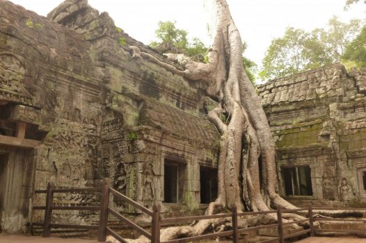 Cambodia, Angkor Wat National Park, Ta Phrom, NCN