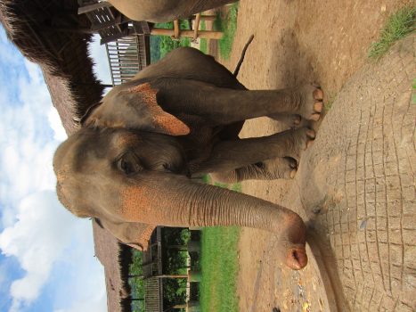 Thailand, Asia - Elephant sanctury-close up © Kim Hay-Source Intrepid Travel