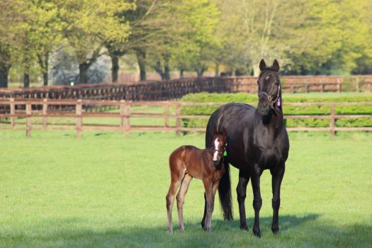 The National Stud, Newmarket, Suffolk - Horse & fowl