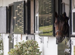 The National Stud, Newmarket, Suffolk - In the stable