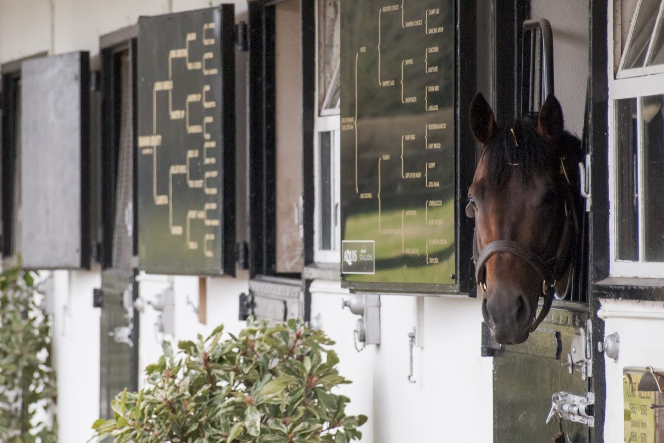 The National Stud, Newmarket, Suffolk - In the stable