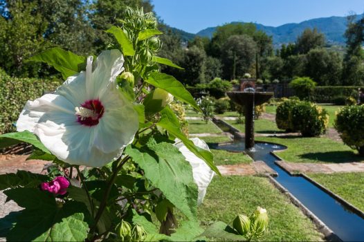 Italy, Tuscany, Lucca, Villa Reale, Gardens and Flowers NCN