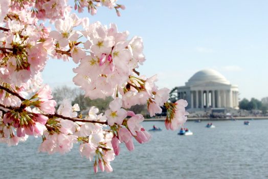 Cherry Blossoms in Washington DC, cherry blossom festival for groups, usa holiday for groups, washington for groups, visit dc © Courtesy of washington.org