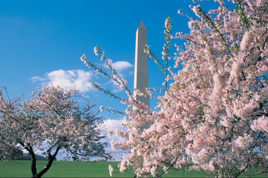 Cherry Blossoms in Washington DC, cherry blossom festival for groups, usa holiday for groups, washington for groups, visit dc © Courtesy of washington.org