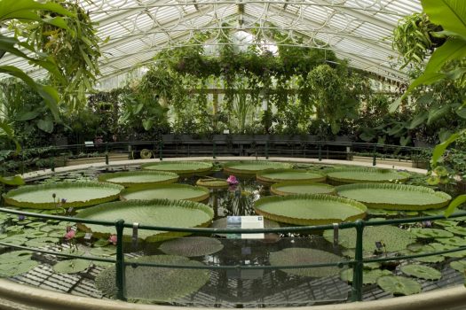 Waterlilly House © Kew Gardens