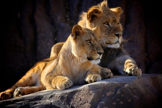 Lions South Africa